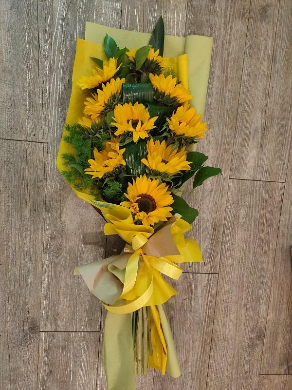 girasoli